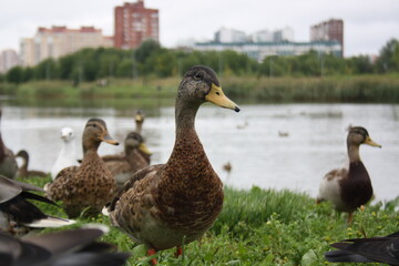 Naklejka na ściany i meble ducks near the city pond close up