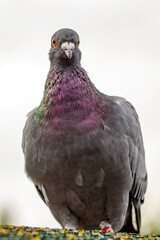 homing pigeon. close up of full body of speed racing pigeon bird with banding leg ring. beauty rock dove. 
