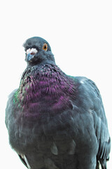 homing pigeon. Closeup of the head of a racing pigeon. beauty rock dove isolated on white. full body of speed racing pigeon bird