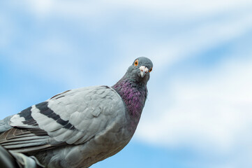 homing pigeon. close up of full body of speed racing pigeon bird. beauty rock dove. funny looking at camera