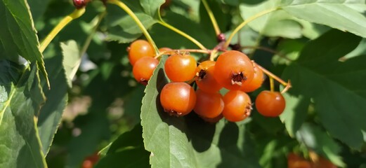 A branch of ripe hawthorn berries. Hawthorn with yellow leaves in autumn. Autumn harvest of useful berries.