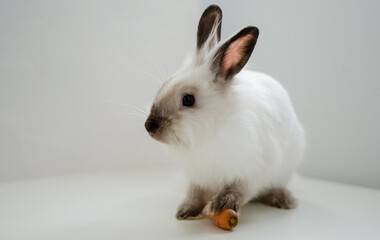 white home decorative fluffy rabbit on a white background