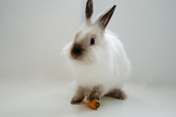 white home decorative fluffy rabbit on a white background