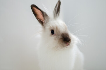 white home decorative fluffy rabbit on a white background