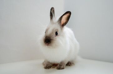 white home decorative fluffy rabbit on a white background