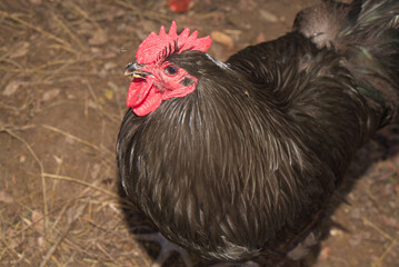 Portrait of the black orpington chicken hen on the grass