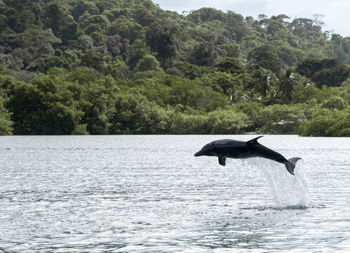 Dolphin Jump Bocas del Toro