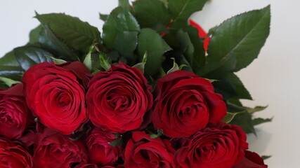 bouquet of red roses on a light background