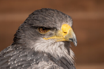 Kordillerenadler Blaubussard