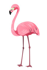 Flamino, pink. The bird is standing, close-up. Vector illustration in flat style. Isolated on a white background.