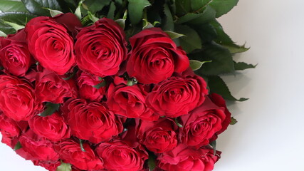 bouquet of red roses on a light background