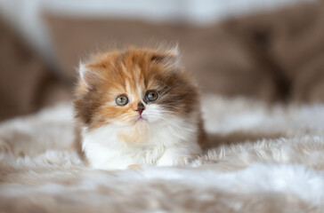Britisch Langhaar Kitten Katzenbaby in Tricolor - edel und typvoll 