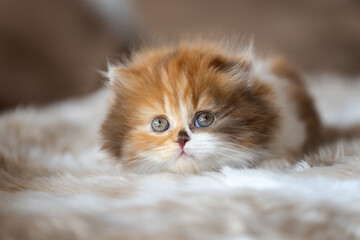 Britisch Langhaar Kitten Katzenbaby in Tricolor - edel und typvoll 