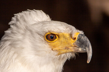 Schreiseeadler