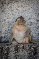 The fat monkey is the leader in lopburi city thailand.
