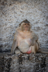 Naklejka premium The fat monkey is the leader in lopburi city thailand.