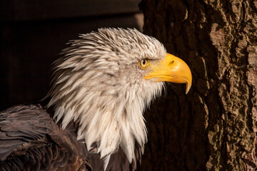 Weißkopfseeadler