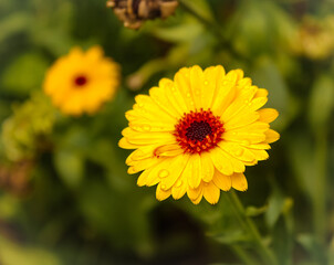 yellow daisy flower