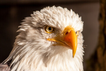 Weißkopfseeadler