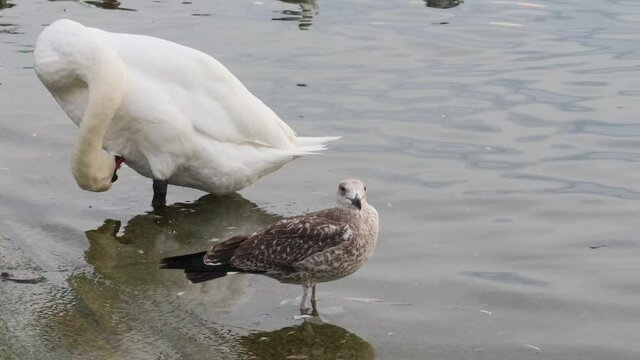 Swan and gull in water. European herring gull standing beside mute swan and leaving. One larus argentatus and one cygnus olor.