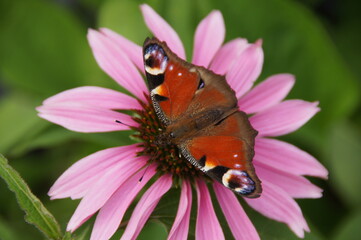 SONY DSC