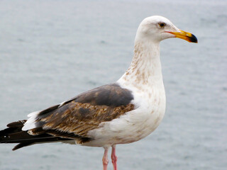 Beautiful seagull posing for picture at seaside