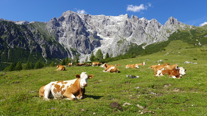 Fototapeta na wymiar Kühe, Rinder auf der Alm, im Hochgebirge der Alpen