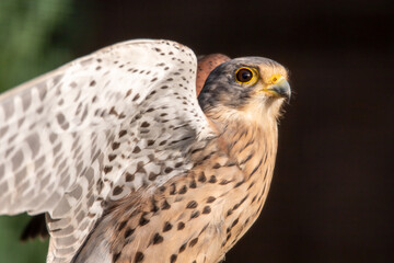Falke