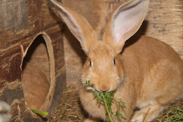 Brown farm rabbit eat greens. Domesticated rabbit in his house