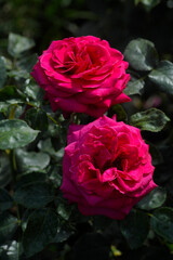 blooming rose in rose garden 