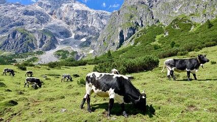 Fototapeta na wymiar Kühe, Rinder auf der Alm, im Hochgebirge der Alpen