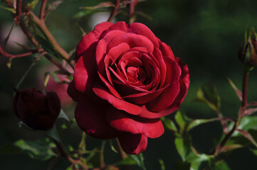 blooming rose in rose garden 