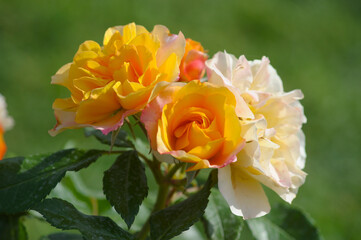 blooming rose in rose garden 