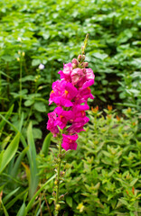 Pink gladiolas / gladiolus flower in the spring / summer garden	