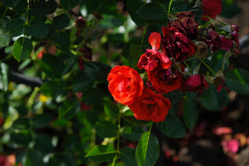 blooming rose in rose garden 