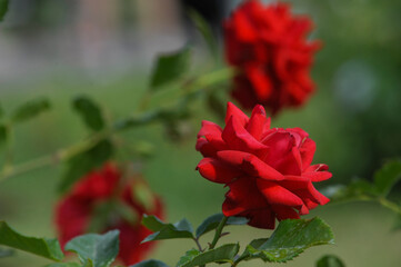 blooming rose in rose garden 