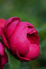 blooming rose in rose garden 