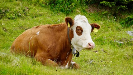 Naklejka na ściany i meble Kühe, Rinder auf der Alm, im Hochgebirge der Alpen
