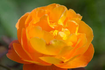 blooming rose in rose garden 