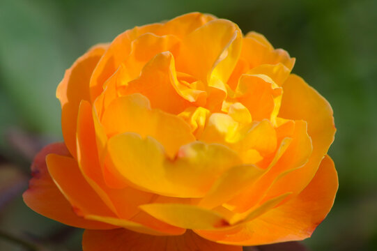 blooming rose in rose garden 