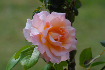 blooming rose in rose garden 