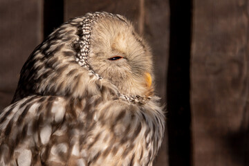 Fototapeta premium Kauz