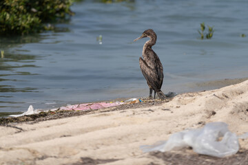 Socotra cormorant, a threatened species of cormorant that is endemic to the Persian Gulf and the south-east coast of the Arabian Peninsula, on the northern coast of Qatar