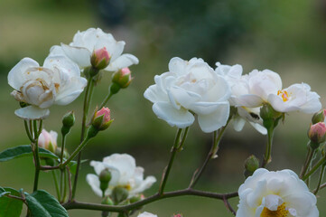 blooming rose in rose garden 