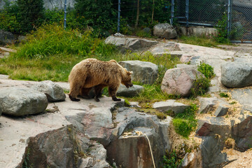 Bear at the Korkeasaari Zoo in Helsinki at summer