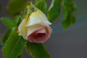 blooming rose in rose garden 