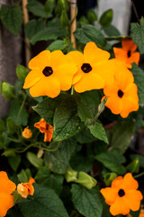 Black-eyed Susan vine orange fragile flowers and green leaves in a flower pot