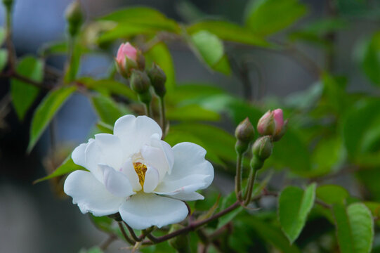 blooming rose in rose garden 