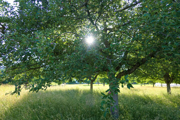 Orchard in summer: the sun shines through the branches of the apple garden