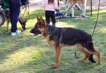 A dog with its owner at a dog festival - competition in the city of Ako in northern Israel
